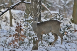 <p>SRNEC OBECNÝ (Capreolus capreolus) Šluknovsko - Harta /European roe deer - Reh/</p>